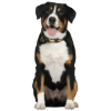 Adult Dog