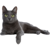 Adult Cat