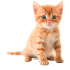 Kitten